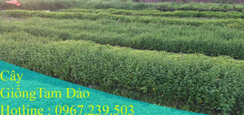 Cây giống cà gai leo