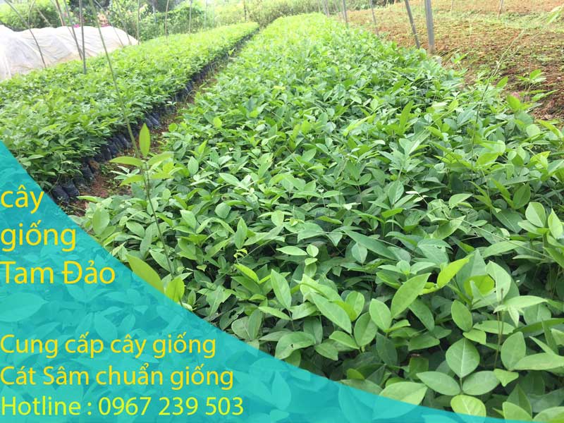 Chi tiết cây giống cát sâm dược liệu quý hiếm