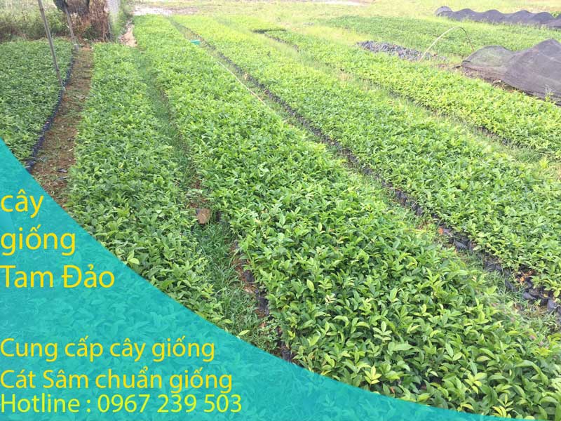 Mua cây giống cát sâm chuẩn giống