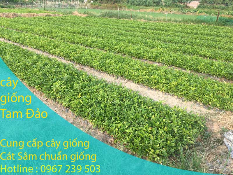 Cây giống cát sâm dược liệu