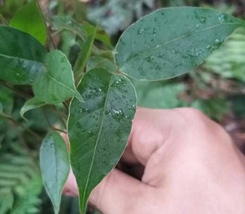 Chi tiết về cây giống Xoan Đào