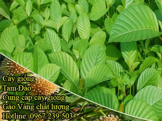 Cây giống gáo vàng chất lượng