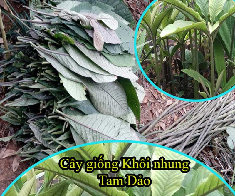 Chi tiết về cây giống khôi nhung tía