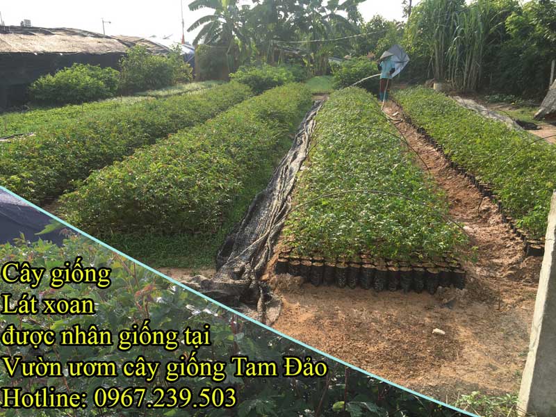 Chi tiết cây giống Lát Xoan