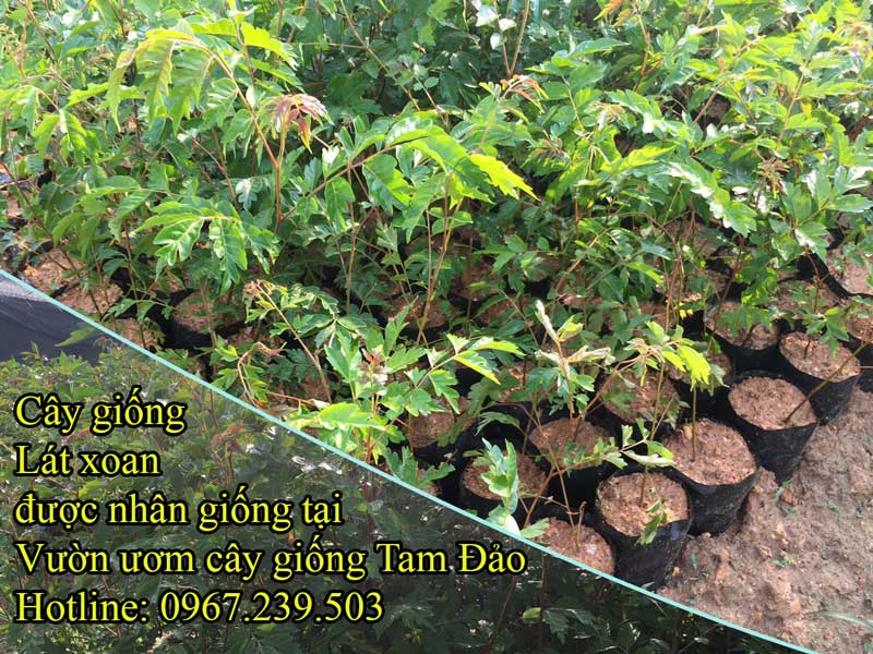 Cây giống Lát Xoan