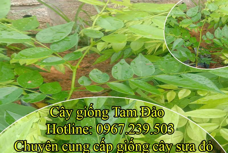 Cây giống sưa đỏ thu tiền tỷ