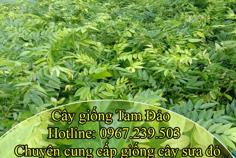 Tổng quát về cây giống sưa đỏ