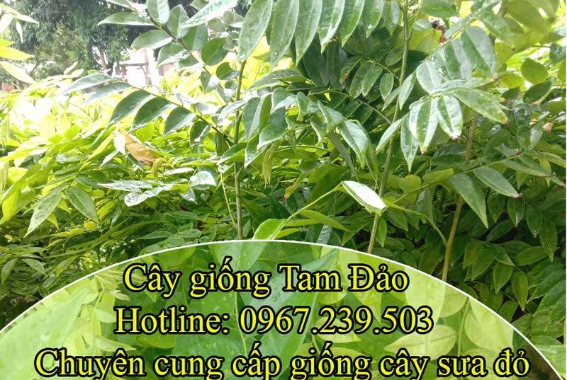 Cây giống sưa đỏ thu tiền tỷ