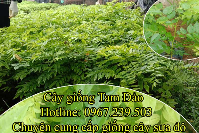 Tổng quát về cây giống sưa đỏ