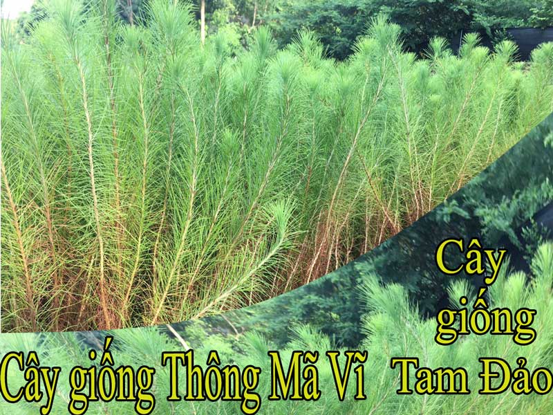 Đặc tính cây giống Thông mã vĩ chi tiết nhất