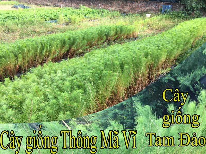 Cây giống thông mã vĩ tốt nhất