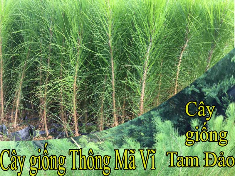 Đặc tính cây giống Thông mã vĩ chi tiết nhất