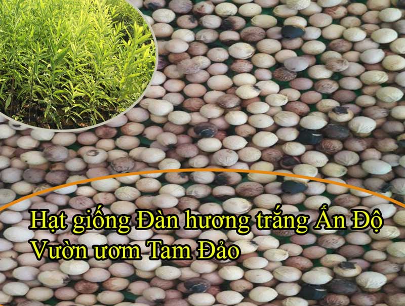 Hạt giống Đàn hương trằng Ấn Độ