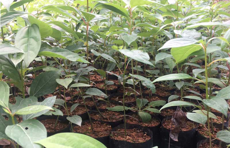 Kỹ thuật trồng cây gù hương (xá xị) chuẩn khoa học