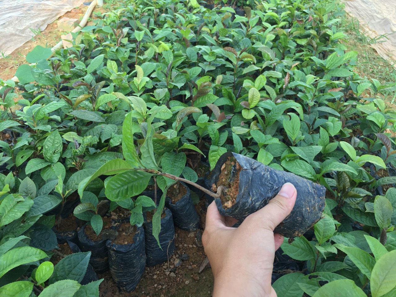 Kỹ thuật trồng cây trà hoa vàng chuẩn khoa học