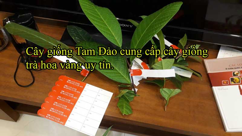 Cách chăm sóc cây trà hoa vàng Tam Đảo