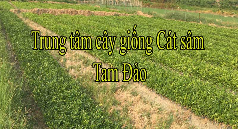 Cây cát sâm trồng bao nhiêu lâu thu hoạch