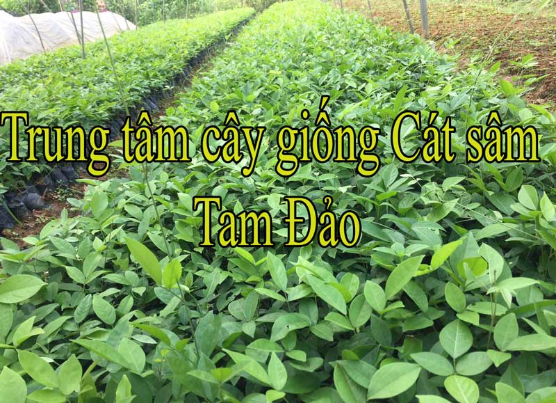 Cụ thể cây cát sâm trồng bao nhiêu lâu được thu hoạch