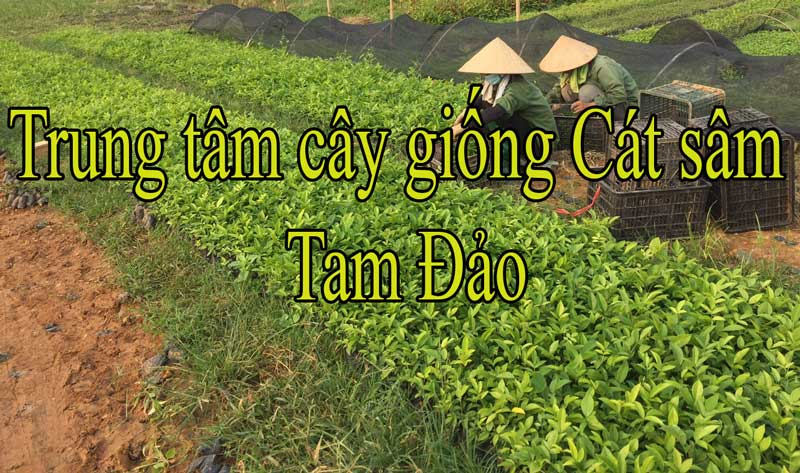 Cây cát sâm trồng bao nhiêu lâu thu hoạch - Cây giống Tam Đảo