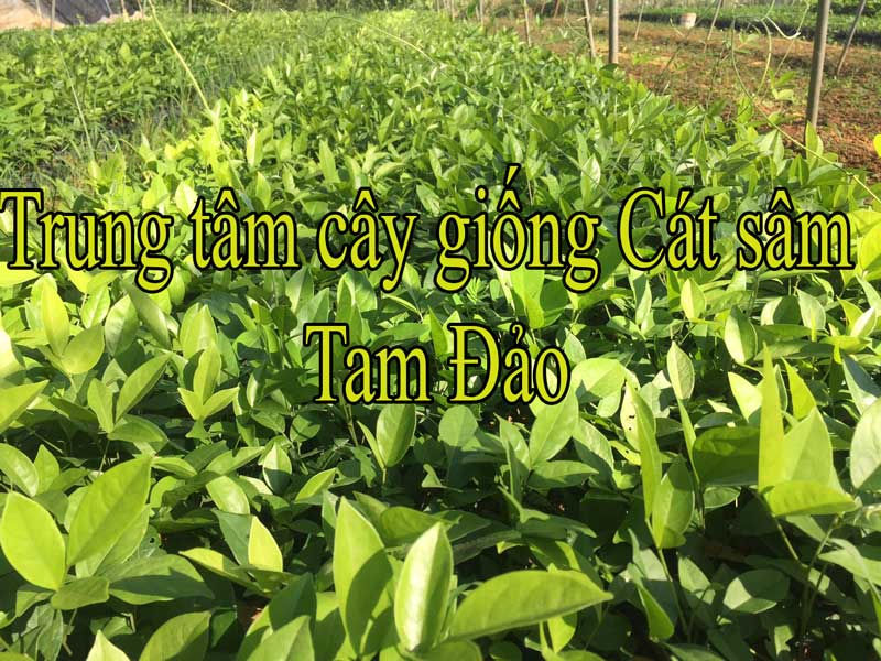 Cụ thể cây cát sâm trồng bao nhiêu lâu được thu hoạch