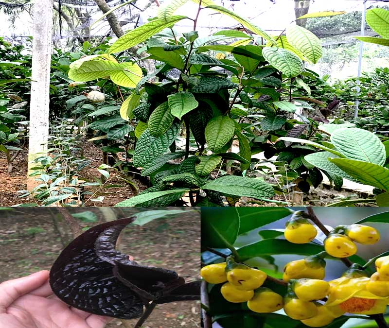Vườn ươm nhân giống cung cấp trà hoa vàng Tam Đảo