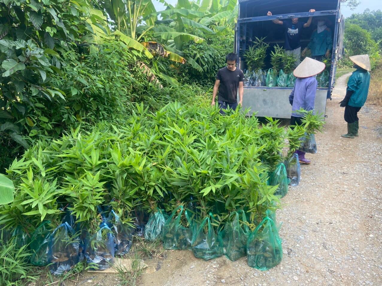 Cây lá giang -