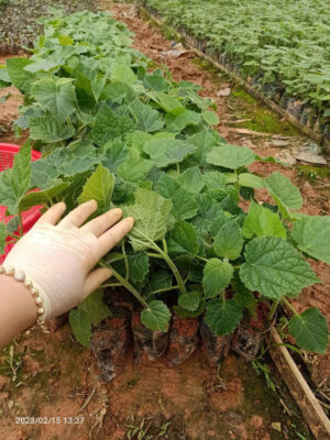 Khái toán chi phí trồng cây Hông (Paulownia)