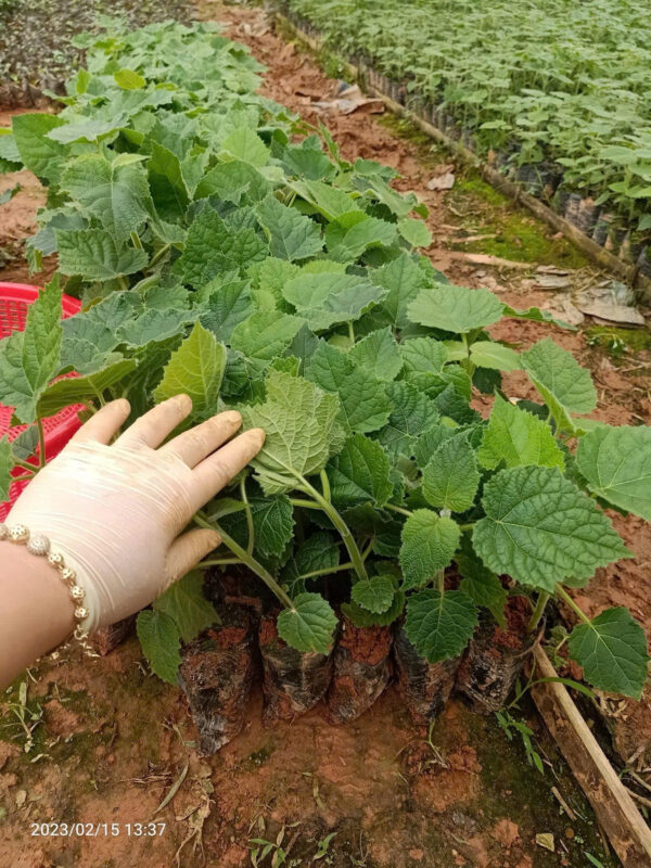 Khái toán chi phí trồng cây Hông (Paulownia)