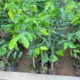 Cây Kỳ Nam Hải