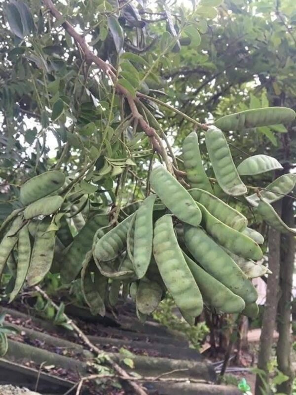 Bồ kết đã cho trái rất sai