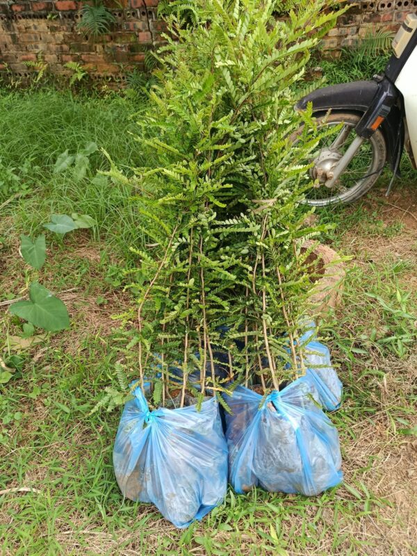 Giống bồ kết khỏe tại vườn