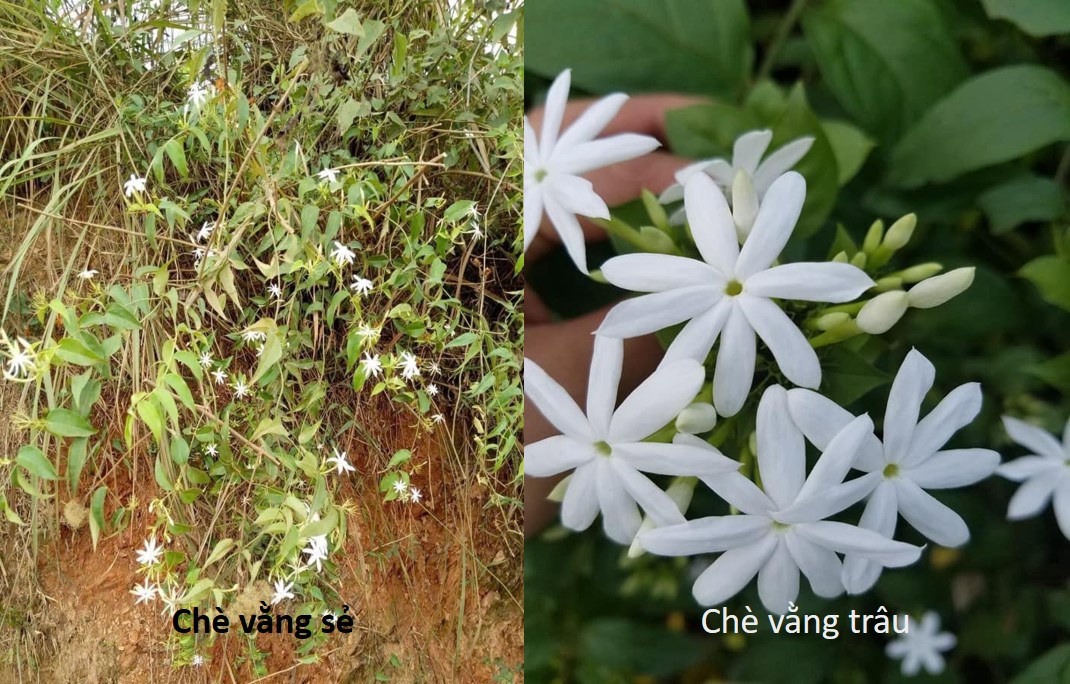 Hoa và lá chè vằng sẻ mảnh và nhỏ hơn so với chè vằng trâu.